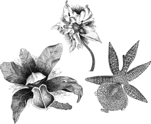 Farnham Orchid Brooches - Black Orchid Png, Transparent Png PNG image with transparent background