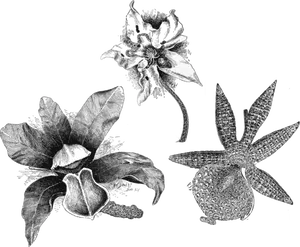 Vintage Orchid Engravings PNG Image