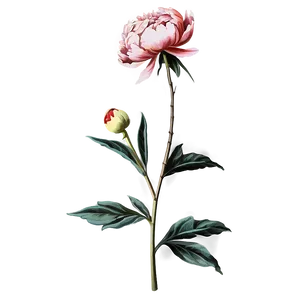 Vintage Peony Graphic Png 32 PNG Image