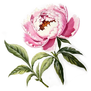 Vintage Peony Graphic Png 5 PNG Image