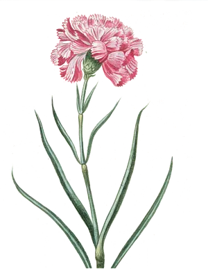 Vintage Pink Carnation Illustration PNG Image