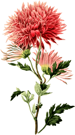 Transparent Chrysanthemum Png - Chrysanthemum Flower, Png Download PNG image with transparent background