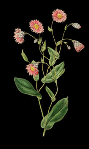 Vintage Pink Flower Illustration PNG image with transparent background