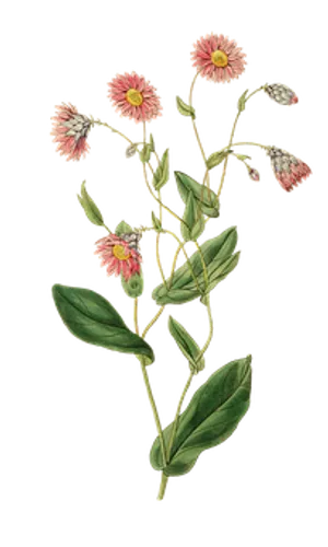 Vintage Pink Flower Illustration PNG Image