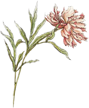 Vintage Pink Peonies Illustration PNG Image