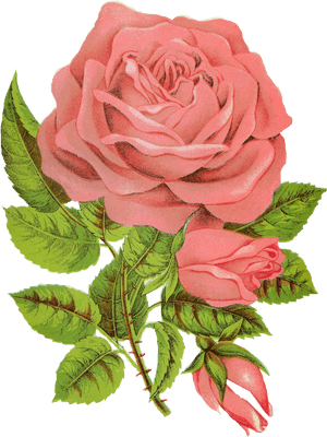 Overlay, Png, And Transparent Image - Followers Rose, Png Download PNG image with transparent background