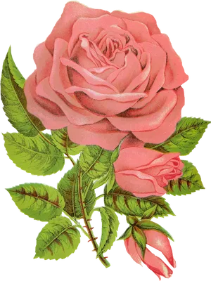 Vintage Pink Rose Illustration PNG Image