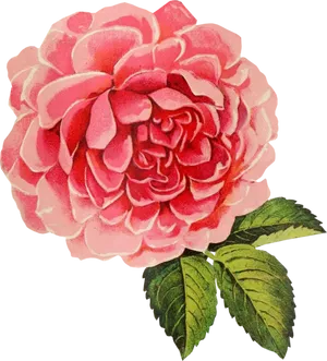 Vintage Pink Rose Illustration PNG Image