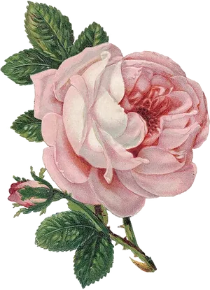 Vintage Pink Rose Illustration PNG Image