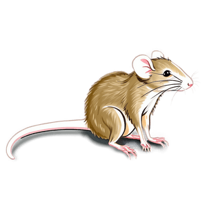 Vintage Rat Drawing PNG 05042024 PNG image with transparent background