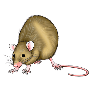 Vintage Rat Drawing PNG lxe PNG image with transparent background