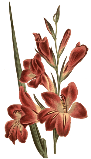 Gladiolus Botanical Illustration , Png Download - Gladiolus Flower Tattoo, Transparent Png PNG with transparent background