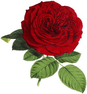 Rose, Flower, Flowers, Red, Green, Isolated, Vintage - Rose Png, Transparent Png PNG image with transparent background