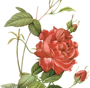 Vintage Red Rose Illustration.png PNG Image