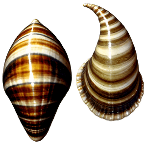 Vintage Seashells PNG omh PNG