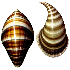 Vintage Seashells Png Omh PNG Image