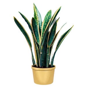 Vintage Snake Plant Png 44 PNG Image