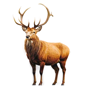 Vintage Stag Drawing Png 53 PNG Image