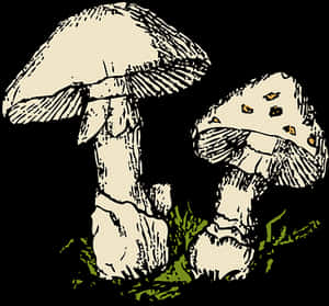 Vintage Style Mushroom Illustration PNG image with transparent background