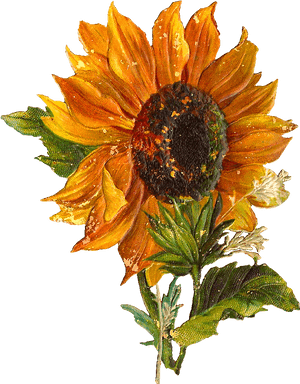 Vintage Sunflower Transparent Background, HD Png Download PNG