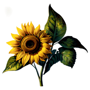 Vintage Sunflower PNG 05032024 PNG image with transparent background