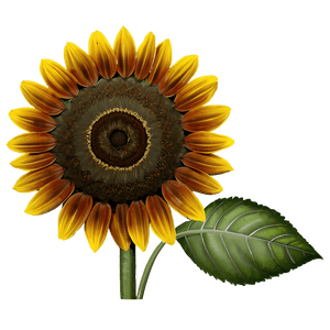 Vintage Sunflower PNG jql80 PNG image with transparent background