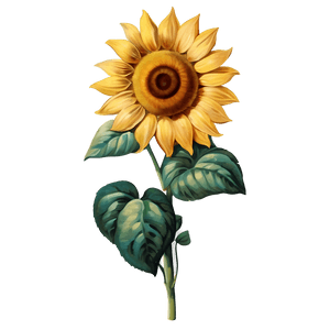 Vintage Sunflower PNG lhc31 PNG image with transparent background