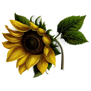 Vintage Sunflower Transparent Png 05262024 PNG Image