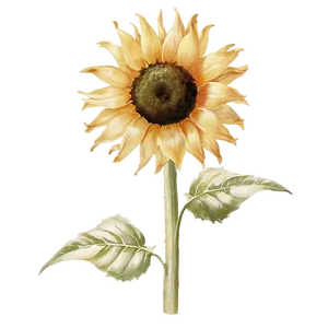 Vintage Sunflower Transparent Png 05262024 PNG Image