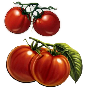 Vintage Tomato Illustration Png 45 PNG Image