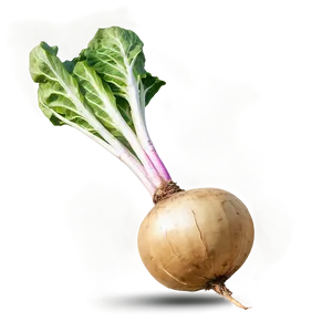 Vintage Turnip Png 06252024 PNG Image