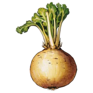 Vintage Turnip Png Gqd76 PNG Image