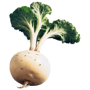 Vintage Turnip Png Hml39 PNG Image