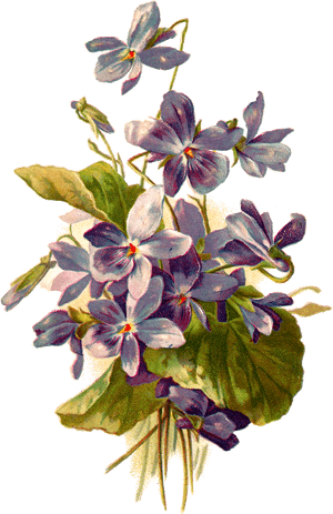 French Postcard Of Violets, - Botanical Violet Flower Illustration, HD Png Download PNG with transparent background