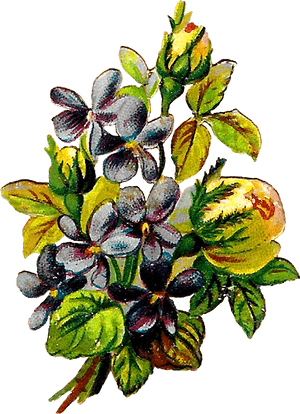 Rose Violets Flowers Floral Clipart Botanical Art Illustration - Bud, HD Png Download PNG image with transparent background