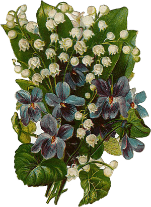 Violets Png, Transparent Png PNG image with transparent background