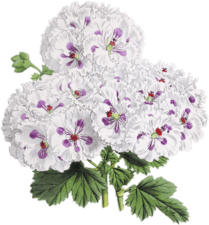 Flower-drawing - Japanese Flowers Drawing Transparent, HD Png Download PNG image with transparent background