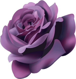 Violet Roses Png , Png Download - Violet Roses Png, Transparent Png PNG image with transparent background