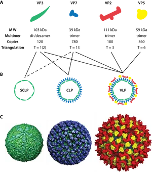 Viral_ Protein_ Complexes_and_ Structures PNG Image