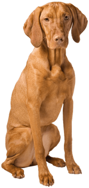 Why Choose A Vizsla To Be The'Title='why - Hungarian Vizsla Dog Png, Transparent Png PNG image with transparent background