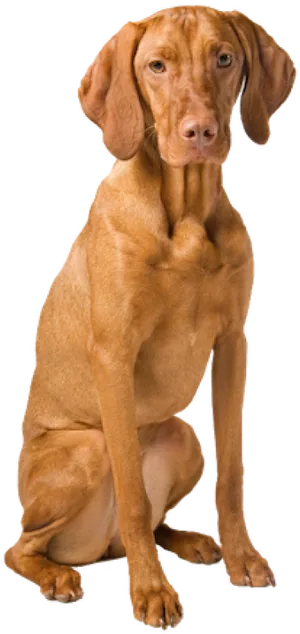 Vizsla Dog Sitting Pose PNG Image