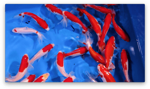 Wakin Goldfish, HD Png Download PNG image with transparent background