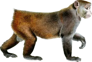 Walking Monkey Profile PNG Image