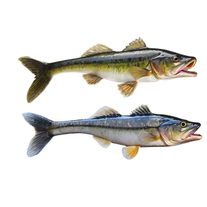 Walleye Angler Png Aao PNG Image