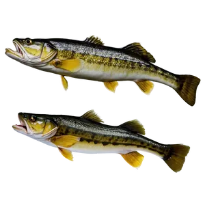 Walleye Fishing Spot Png Ery30 PNG Image