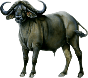 Water Buffalo American Bison African Buffalo Portable - Buffalo Transparent Background, HD Png Download PNG image with transparent background