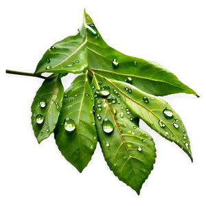 Water Dripping On Leaf Png Tjs14 PNG Image