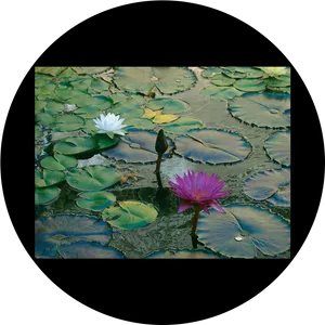 Water Liliesin Pond PNG Image