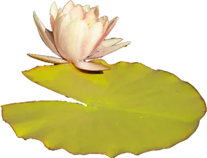 Water Lily Bloomand Pad PNG Image