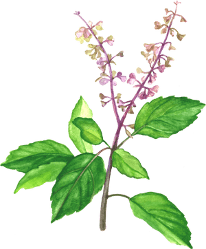 Watercolor Basil Plant Illustration PNG